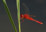 Scarlet Skimmer